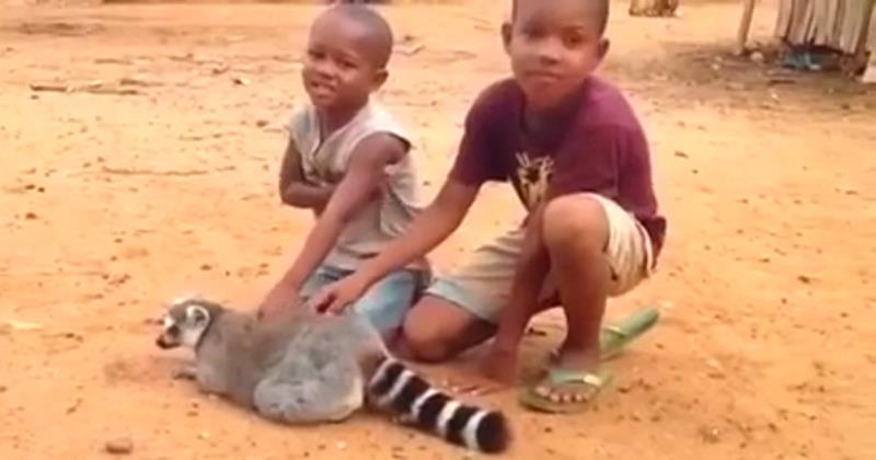 Die Jungen tätscheln den Lemur, aber es ist sehr interessant, was das Tier später getan hat! Aufmerksamkeit bei 0:14